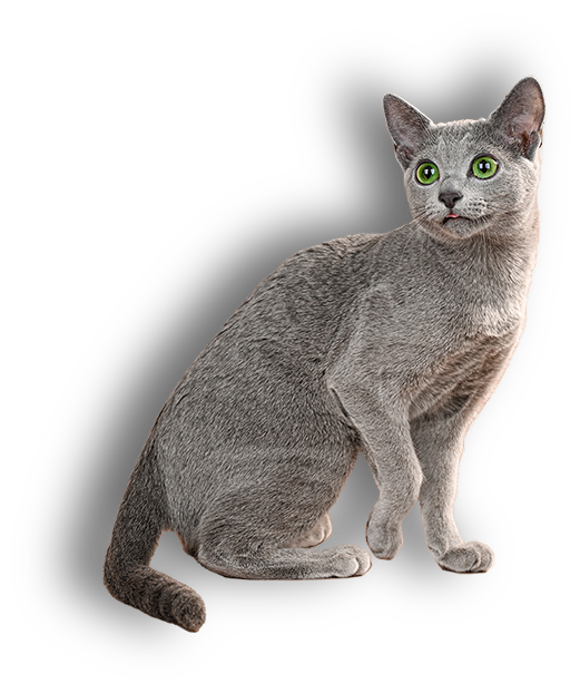 Home Russian Blue Cattery